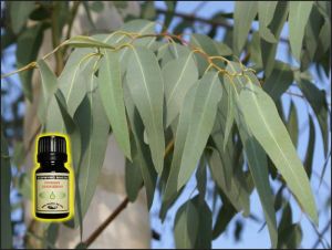 Eucalyptus Essential Oil - 10 ml